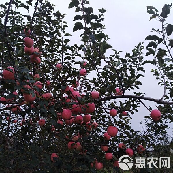 洛川蘋果最新價(jià)格指南，全面解析洛川蘋果價(jià)格走勢及市場行情