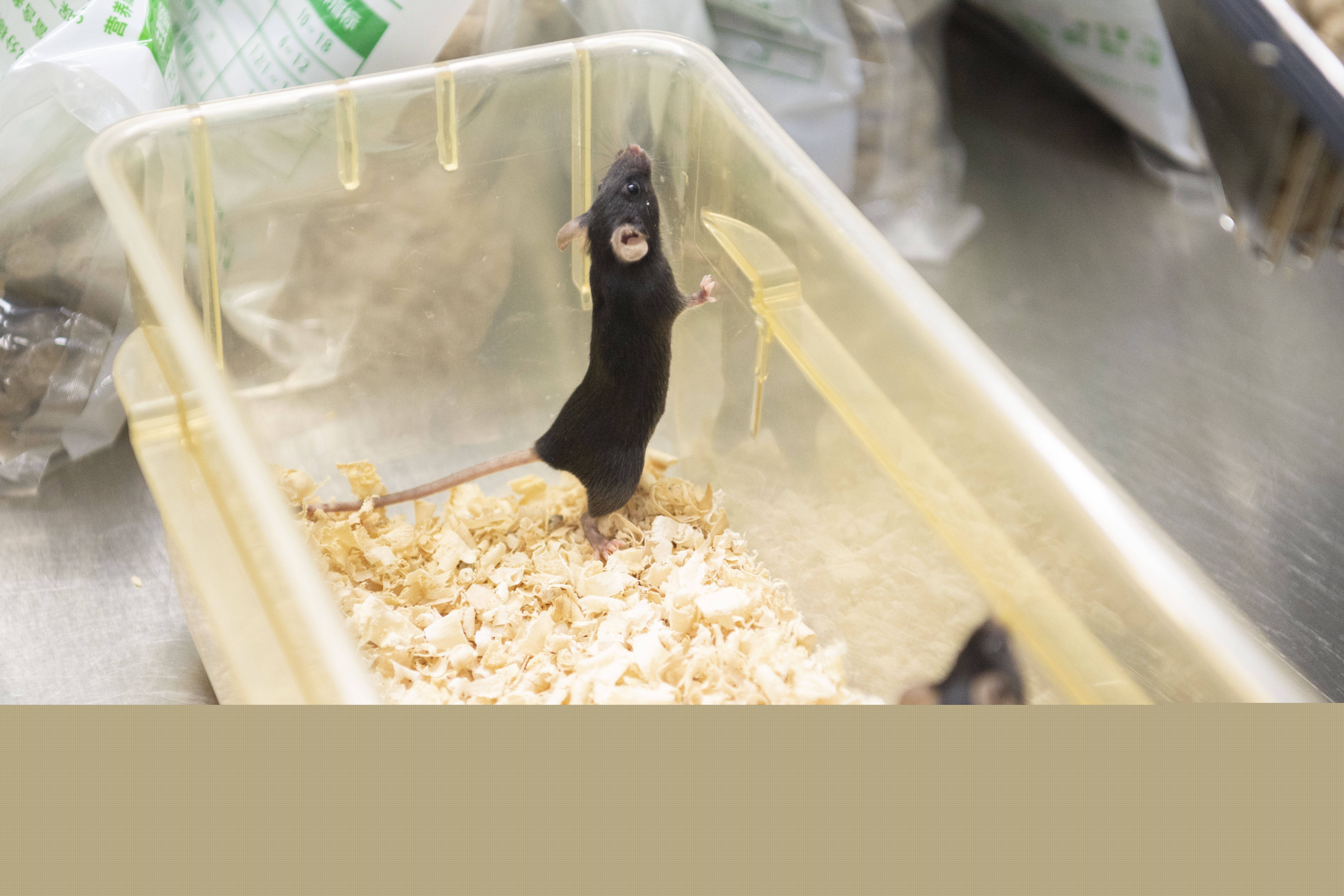 今晚9點(diǎn)30開(kāi)鼠,精準(zhǔn)分析實(shí)踐_實(shí)驗(yàn)版84.168