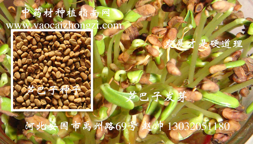 蘆巴子行情深度解析，背景、事件與地位探究