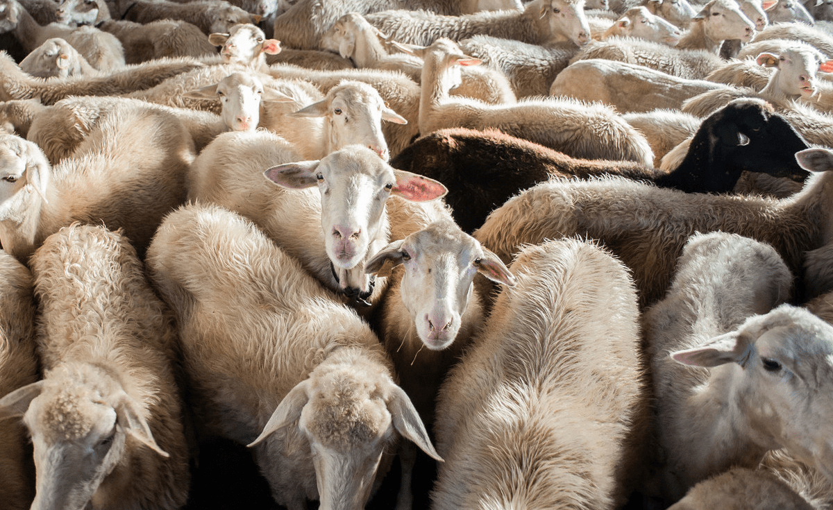 最新養(yǎng)羊科技產(chǎn)品介紹與探討