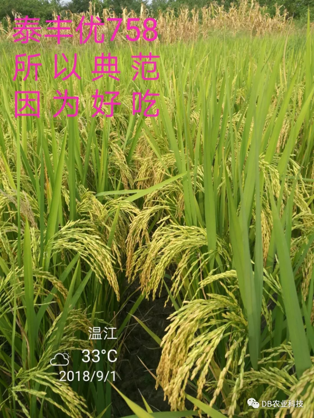 水稻最新價格行情分析與預(yù)測