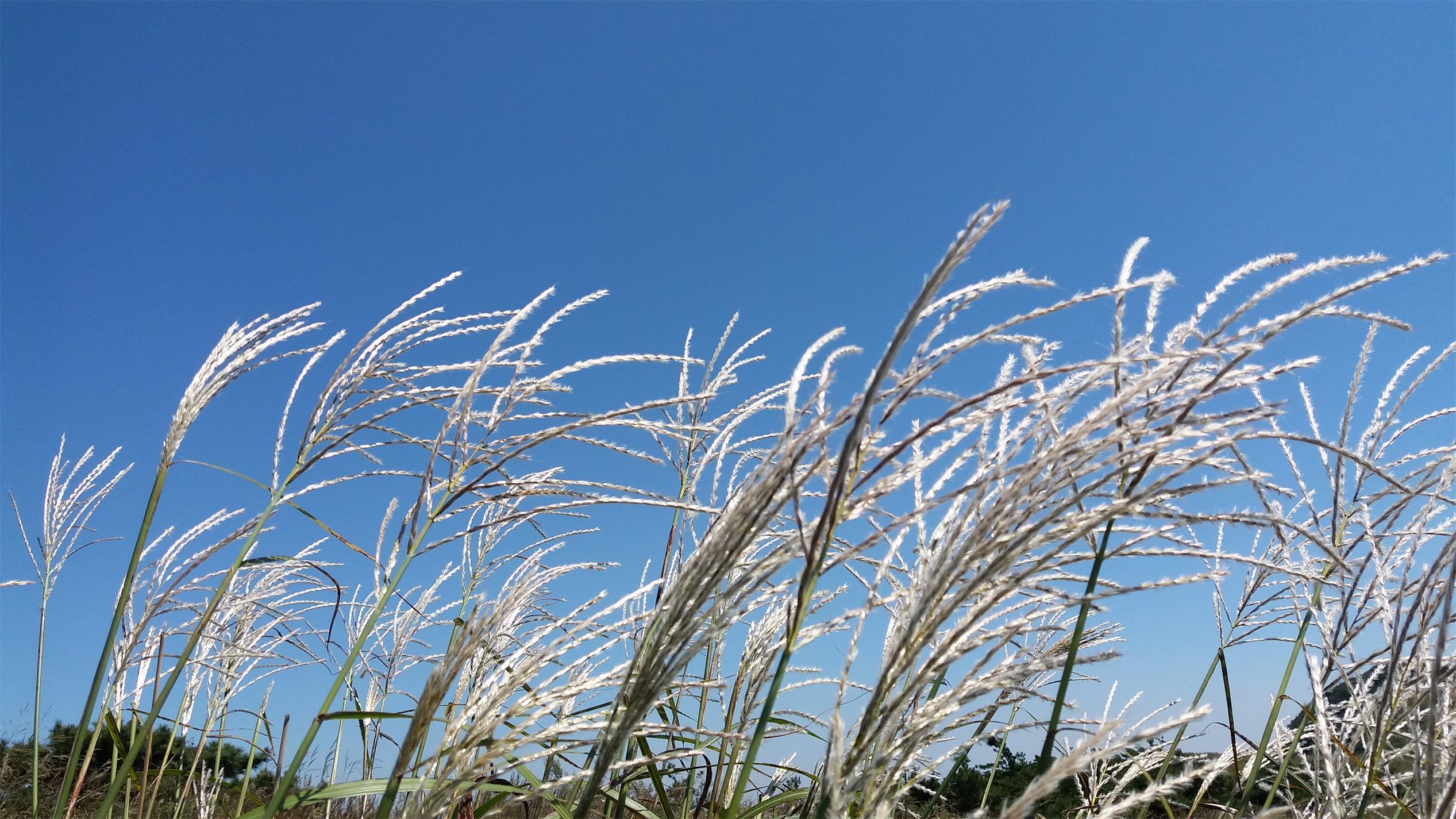 狼毒花演員表,狼毒花演員表??