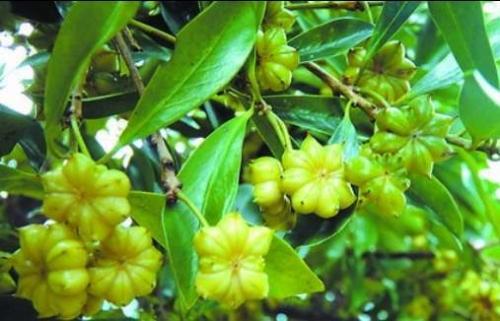 廣西八角今日價格行情更新????