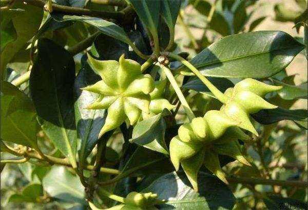 廣西八角今日價格行情更新????