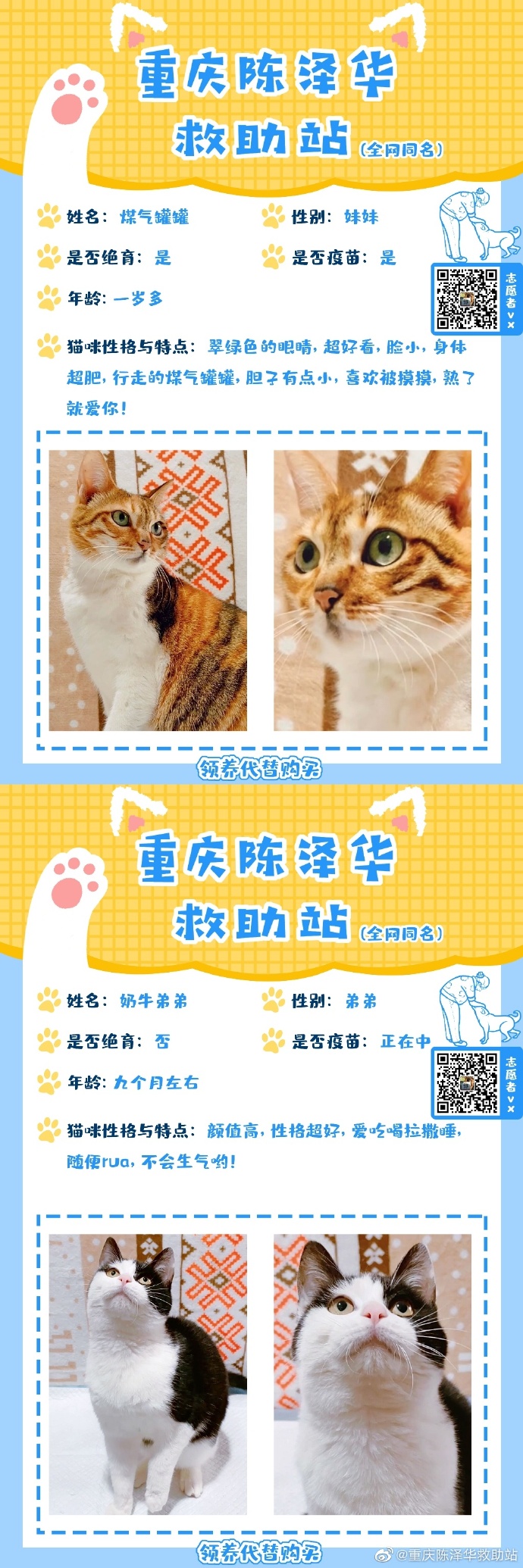 重慶領養(yǎng)現(xiàn)象深度解讀與資訊匯總