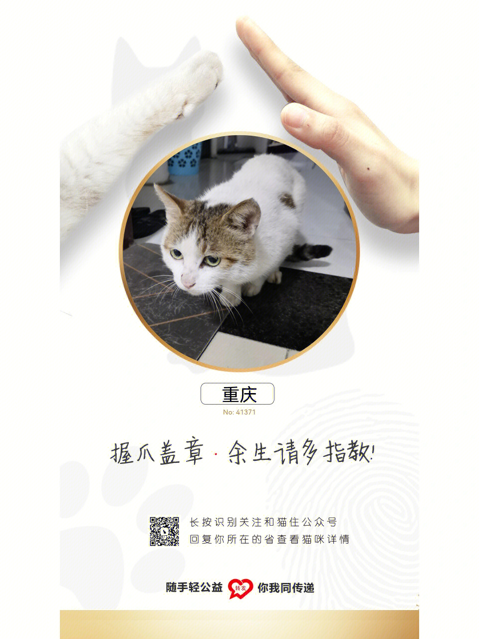 重慶領(lǐng)養(yǎng)現(xiàn)象深度解讀與資訊匯總