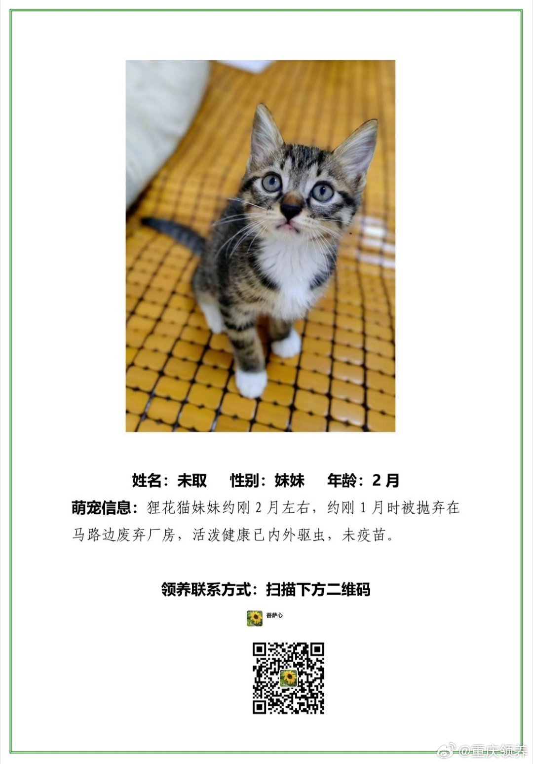 重慶領(lǐng)養(yǎng)現(xiàn)象深度解讀與資訊匯總